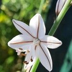 Asphodelus fistulosus 花