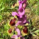 Ophrys tenthredinifera Цвят