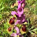 Ophrys tenthredinifera फूल