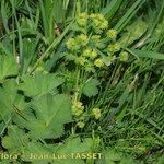 Alchemilla filicaulis ശീലം