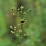 Scrophularia marilandica Fruit