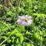 Hydrophyllum virginianum Kwiat