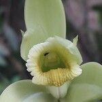 Vanilla planifolia Blüte