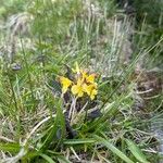 Pedicularis oederi Цвят