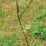 Seseli annuum Habit