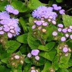 Ageratum houstonianum Flor