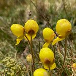 Calceolaria scapiflora Flor