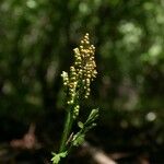 Botrychium matricariifolium Blüte