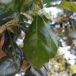 Quercus virginiana 叶