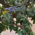 Memecylon umbellatum Fiore