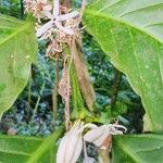 Coffea canephora Virág