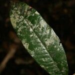 Couepia caryophylloides Leaf