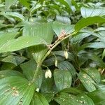 Polygonatum latifolium Deilen