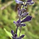 Salvia guaraniticaKvet