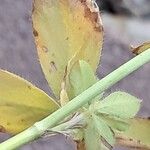 Trifolium lappaceum Hoja