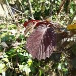 Corylus maxima Leaf