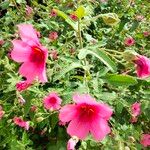 Lavatera bryoniifolia Lapas