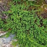 Empetrum nigrum Hábito