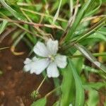 Monsonia angustifolia Blomst