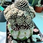 Mammillaria luethyi Yaprak