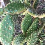 Opuntia aciculata Ліст