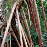 Pandanus urophyllus Kabuk