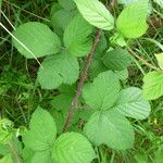 Rubus horrefactus অন্যান্য