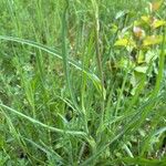 Tragopogon orientalis Leaf