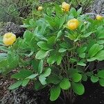 Paeonia daurica Celota