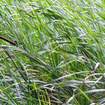 Typha angustifolia Leaf