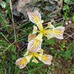 Iris hartwegii Žiedas