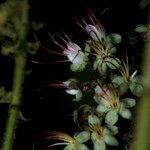Hirtella margae Květ