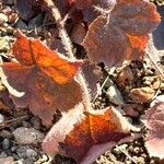 Heuchera micrantha अन्य