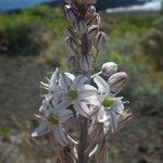 Drimia hesperia Blüte