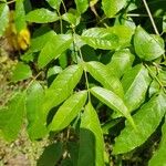 Alnus acuminata Leaf