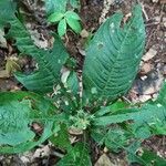Psychotria globosa Hoja