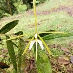 Epidendrum nocturnum Flor