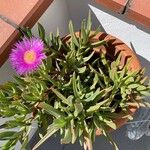 Carpobrotus edulis花