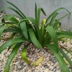 Clivia nobilis List