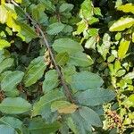 Elaeagnus pungens Leaf
