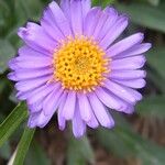 Aster alpinusFlower