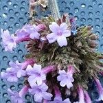 Verbena bonariensis Flower