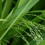 Panicum dichotomiflorum Blatt