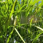 Miscanthus × longiberbis Leaf