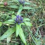 Gentiana cruciata പുഷ്പം