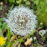 Taraxacum campylodes Плід