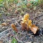 Orobanche hederaeFlower