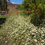 Anthemis arvensisBlomst