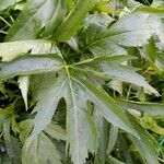 Rudbeckia laciniata Hoja