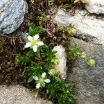 Moehringia ciliata Other